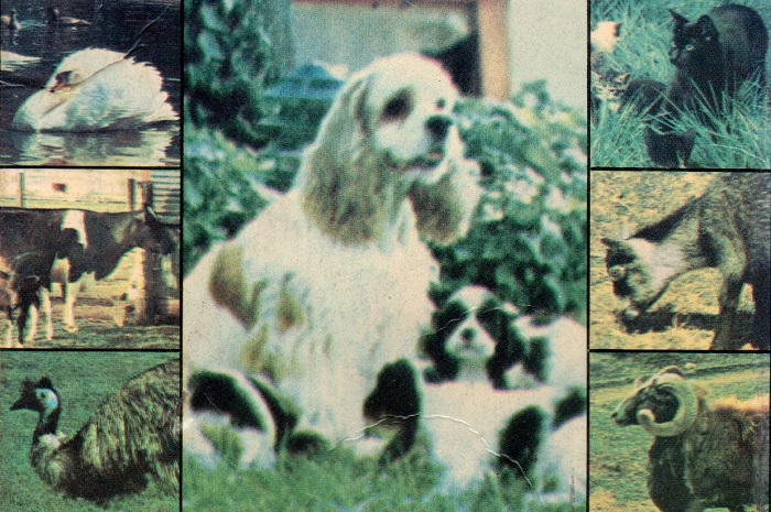Mis amigos los animales / Meet Your Animal Friends (1983)